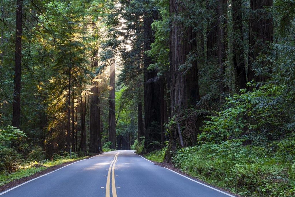 Avenue of the Giants road and redwood trees