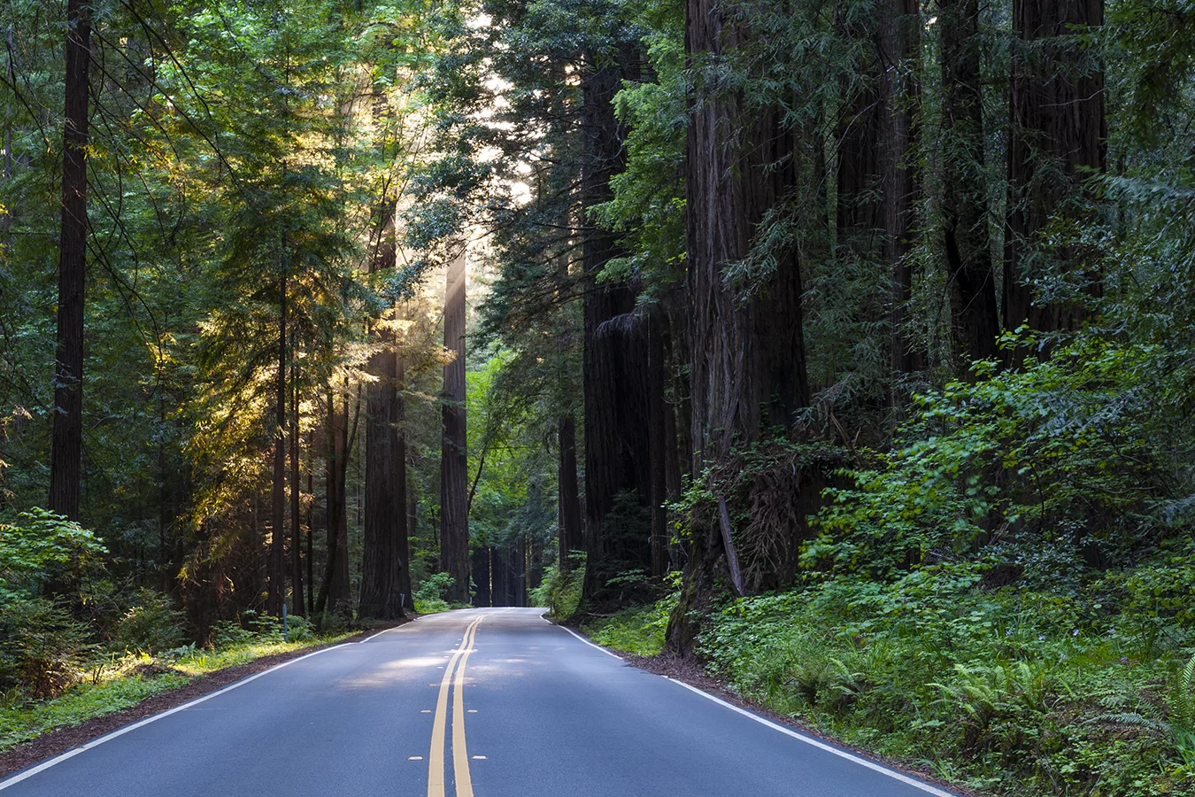 banner image is of Avenue of the Giants road and redwood trees